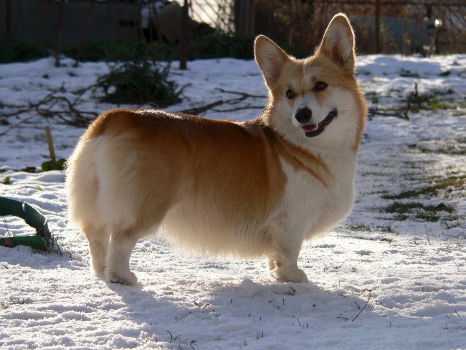 Вельш корги пемброк с хвостом