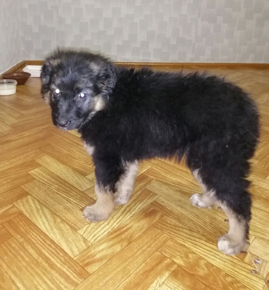 Щенки с короткими хвостами