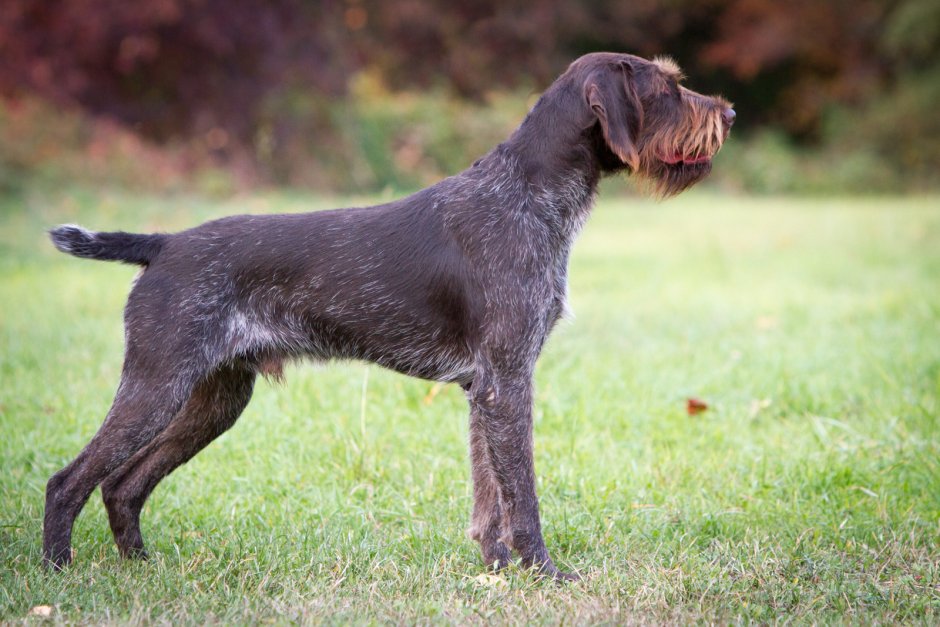 Купирование хвоста у шверцнаузера цена 70 000