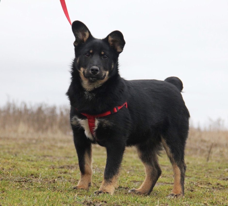 Черная собака с коротким хвостом средняя