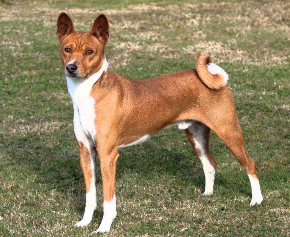 Ньям ньям терьер