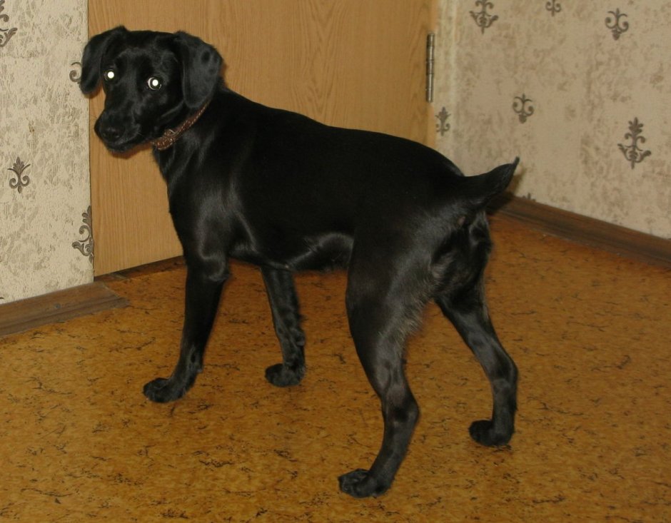 Классификация породы чихуахуа