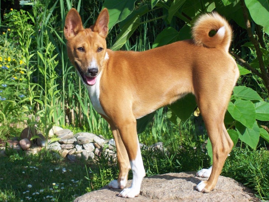 Африканская лайка басенджи