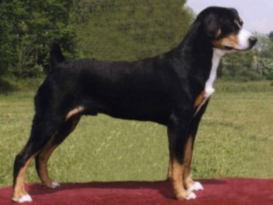 Бедлингтон терьер стандарт