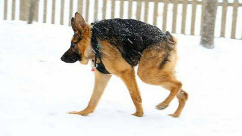 Немецкая овчарка Квазимодо