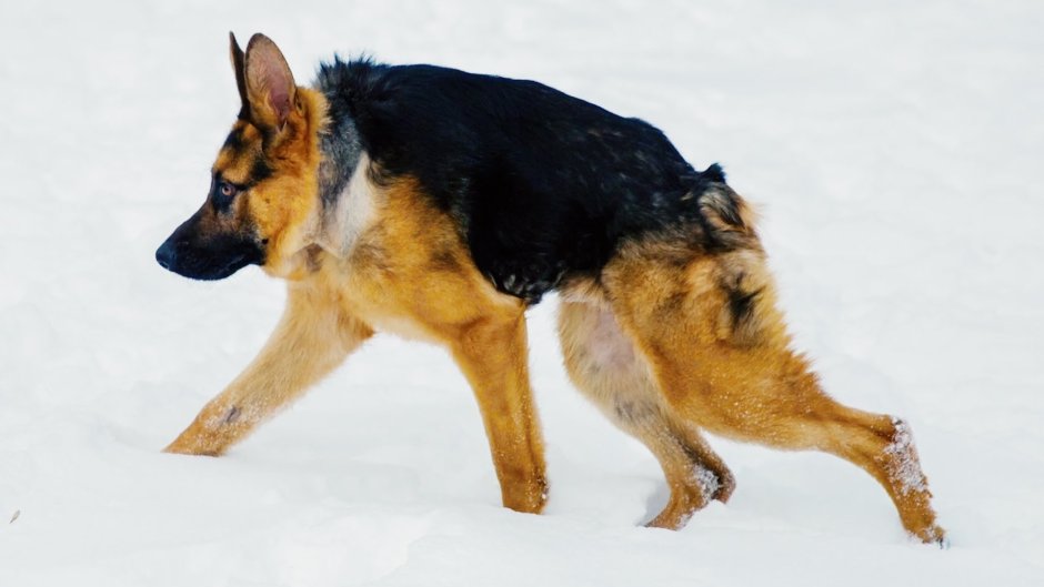 Американский ротвейлер