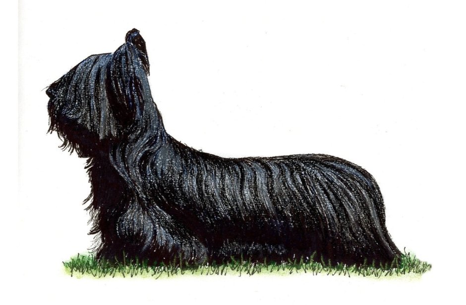 Порода собак Меркурий