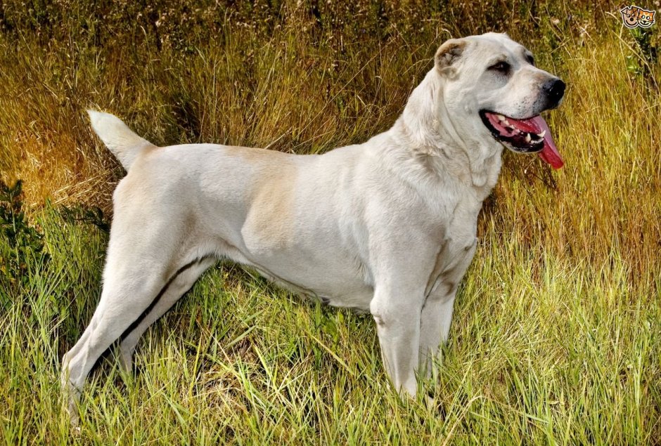 Ротвейлер породы собак вес