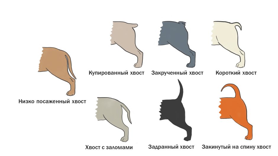 Майоркская овчарка с купированным хвостом