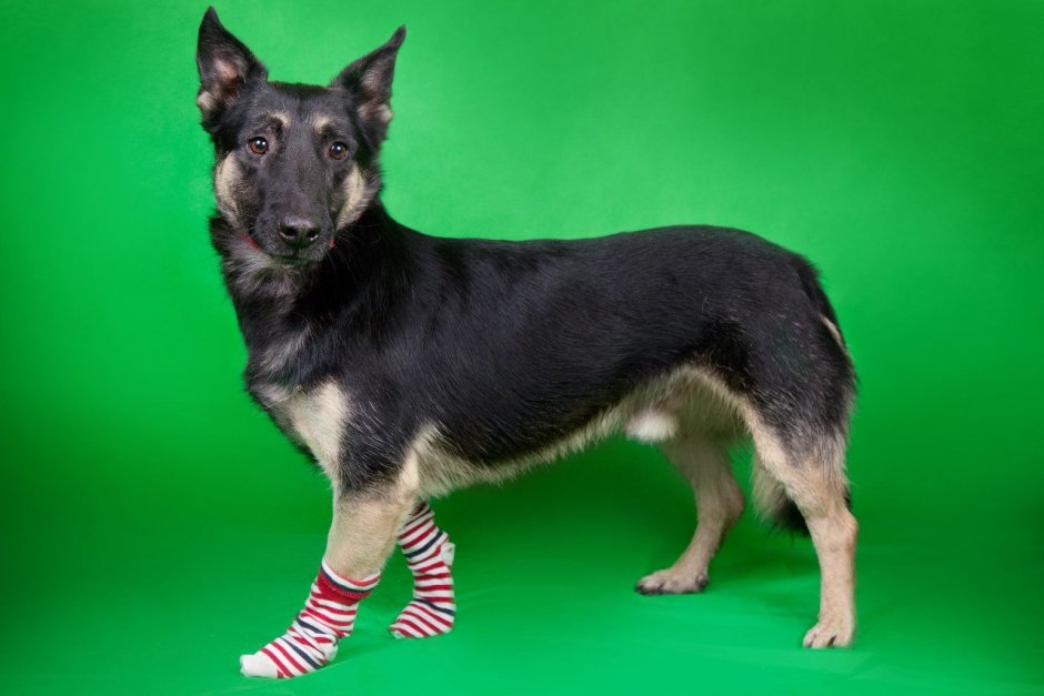 Порода южноафриканский бурбуль