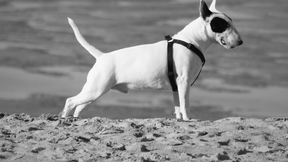 Корги пемброк с хвостом