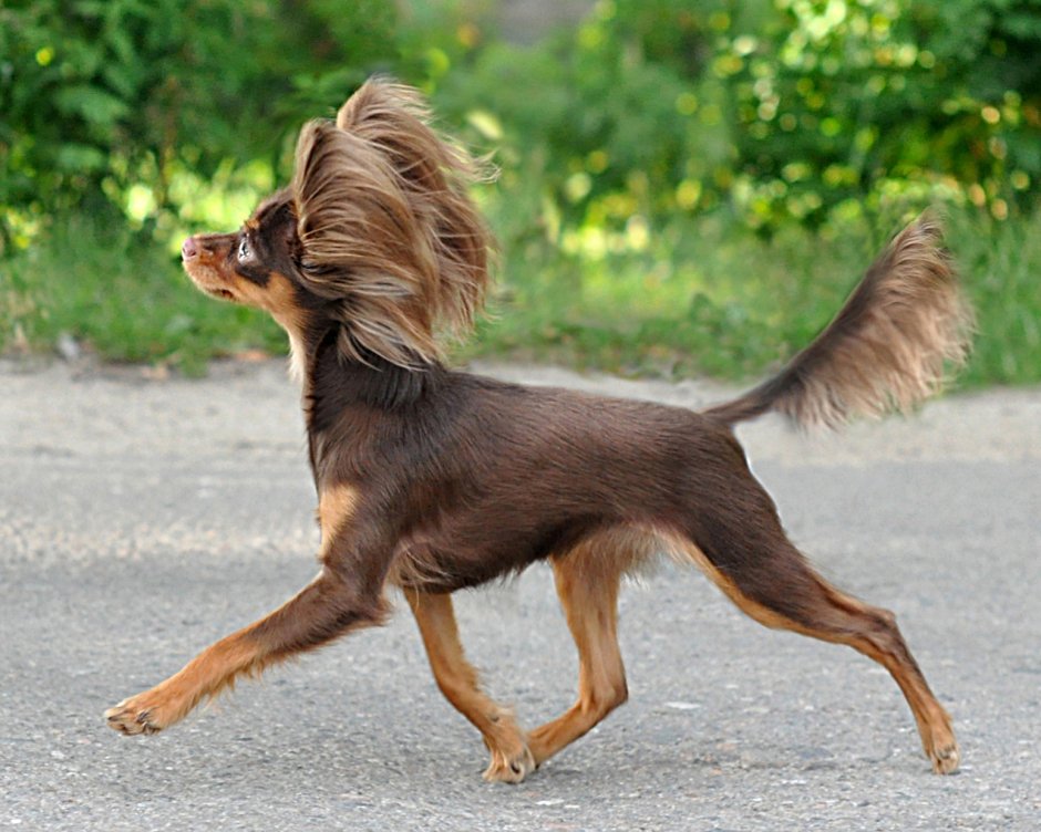 Щенки с короткими хвостами