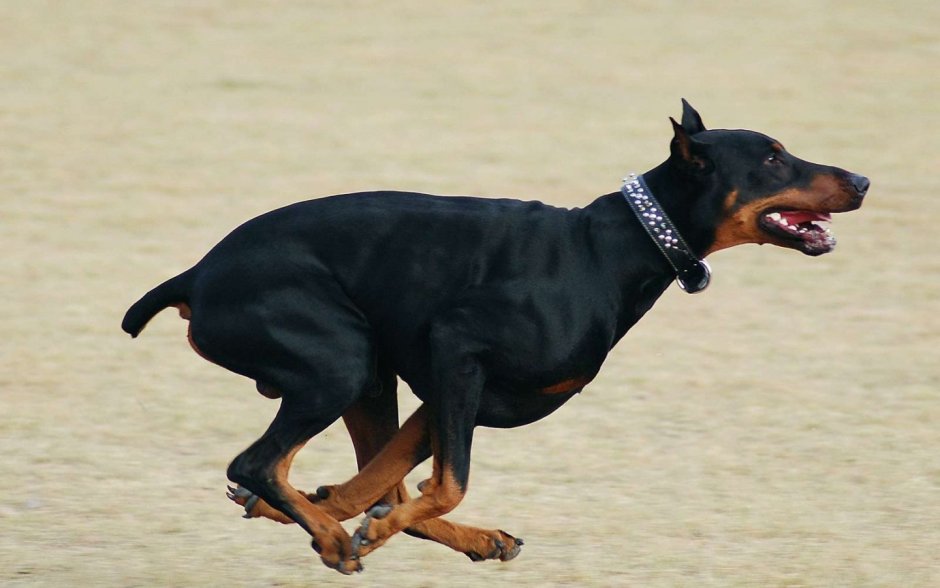 Потерялся пес Москва кобель черный хвост короткий отрезанный