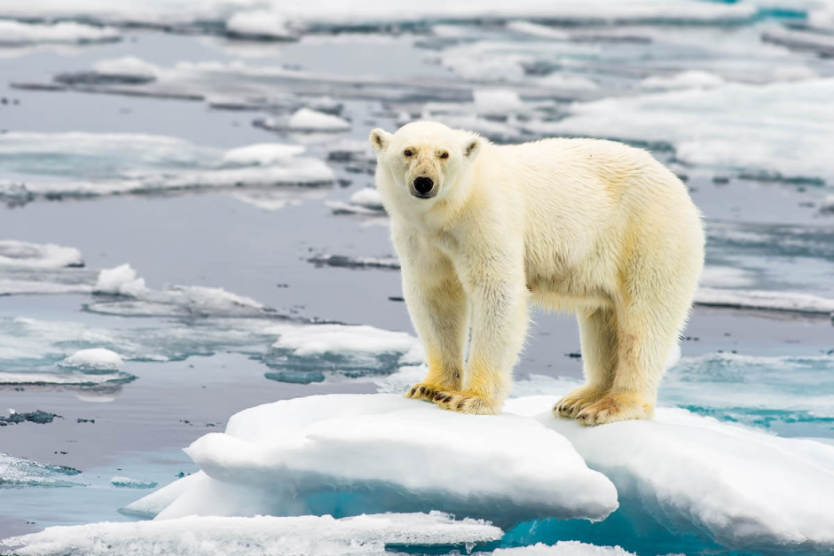 Полар бир (Polar Bear)