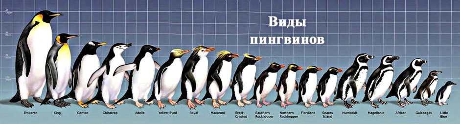 Пингвины ареал обитания на карте