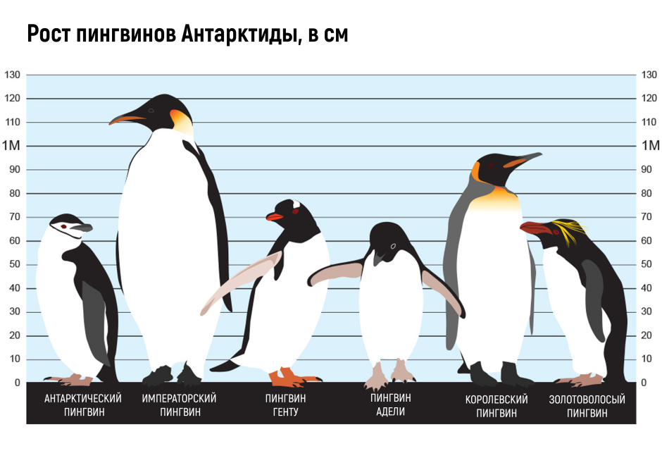 Африканский Пингвин плавает