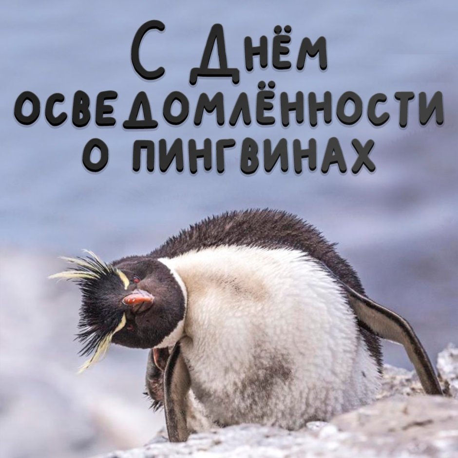 Chinstrap Penguin