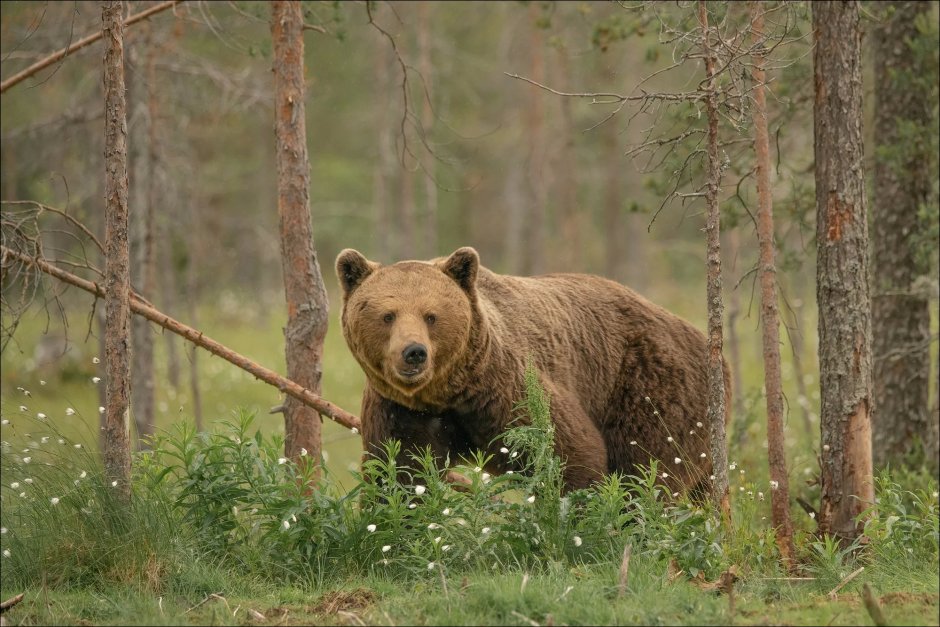 Бурый медведь косолапый