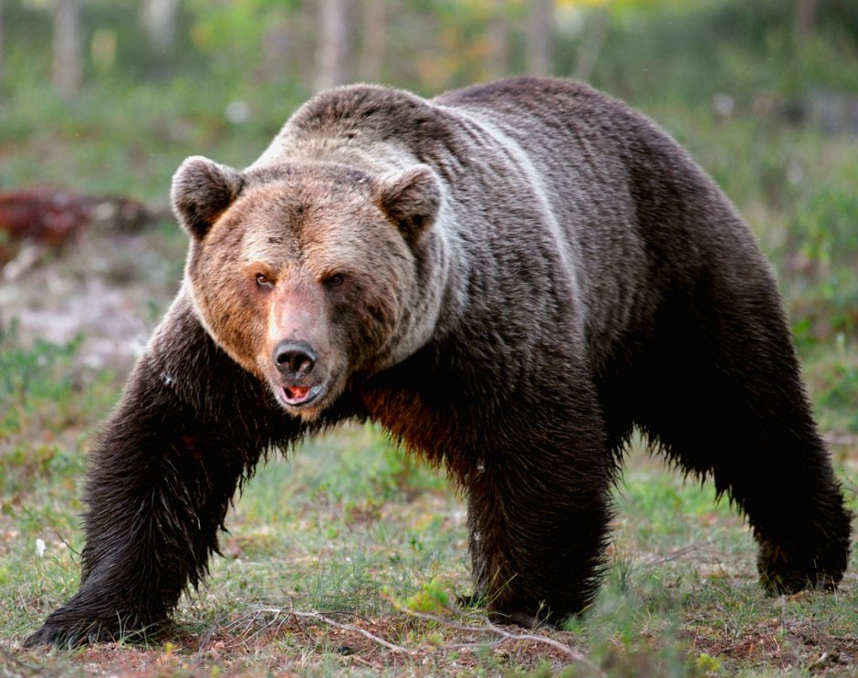 Мультфильм we bare Bears