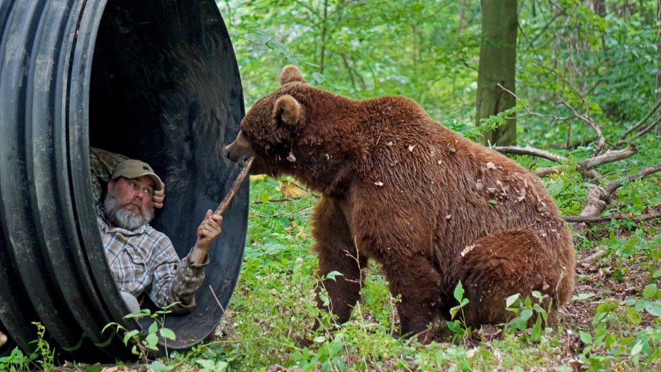 Медведь и человек в лесу