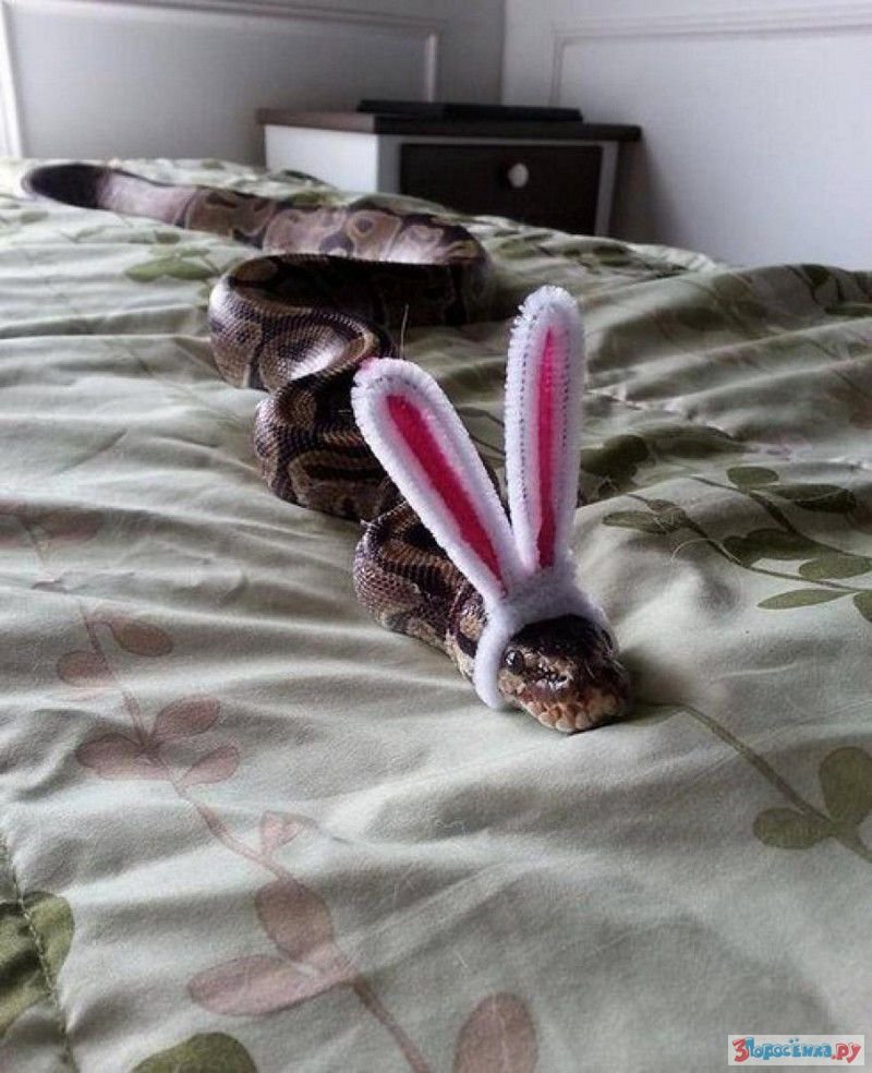 Китайский знак змеи