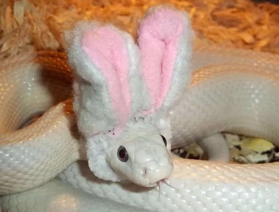 Пушистая змея