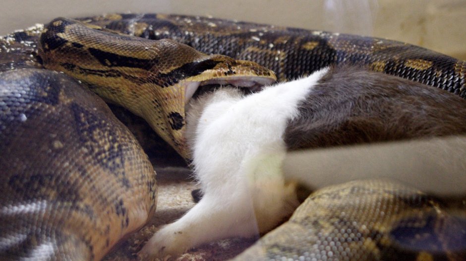 Трансформация зайца