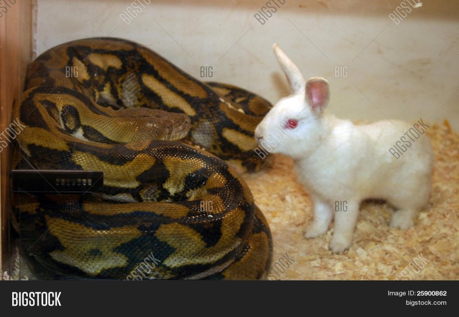 Кролики и удавы