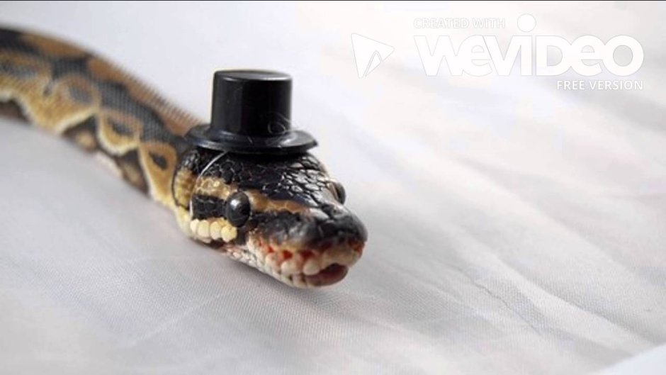 Наоми Лорд змеи