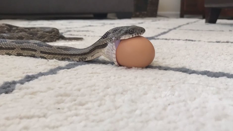 Белая змея Эстетика Слизерин