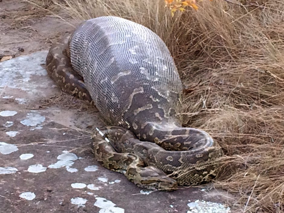 Подозрительная змея