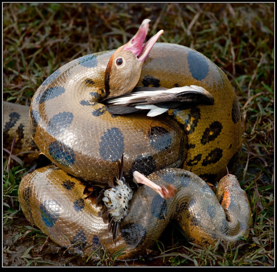 Змея и утенок