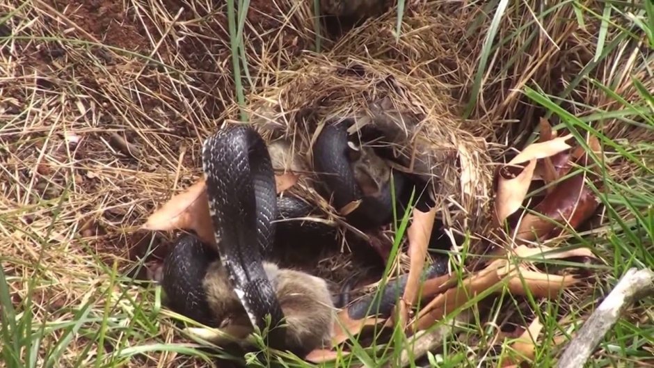 Очень приятно Бог Мидзуки змея
