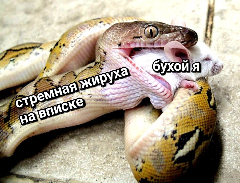 Кошачья змея