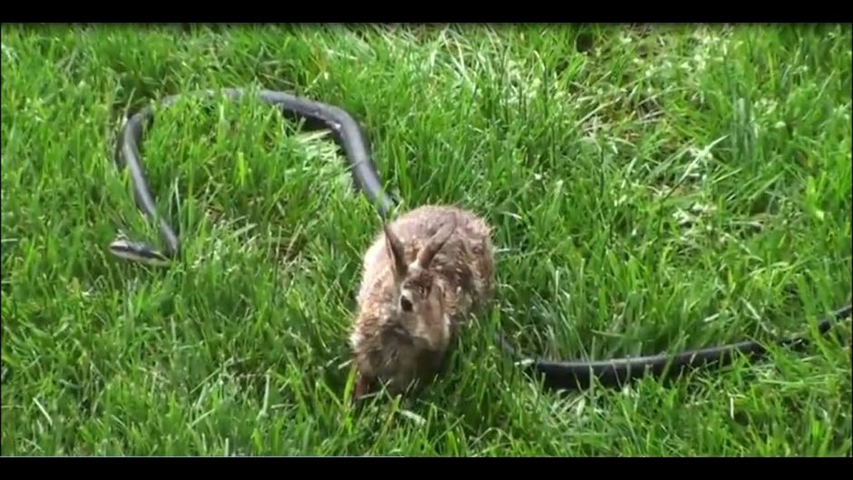 Белая и пушистая змея