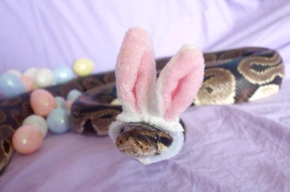 Змея с ушами зайца