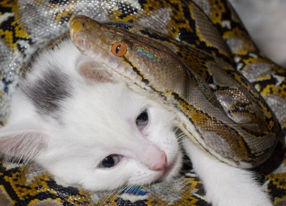 Дебора Смит змей искуситель