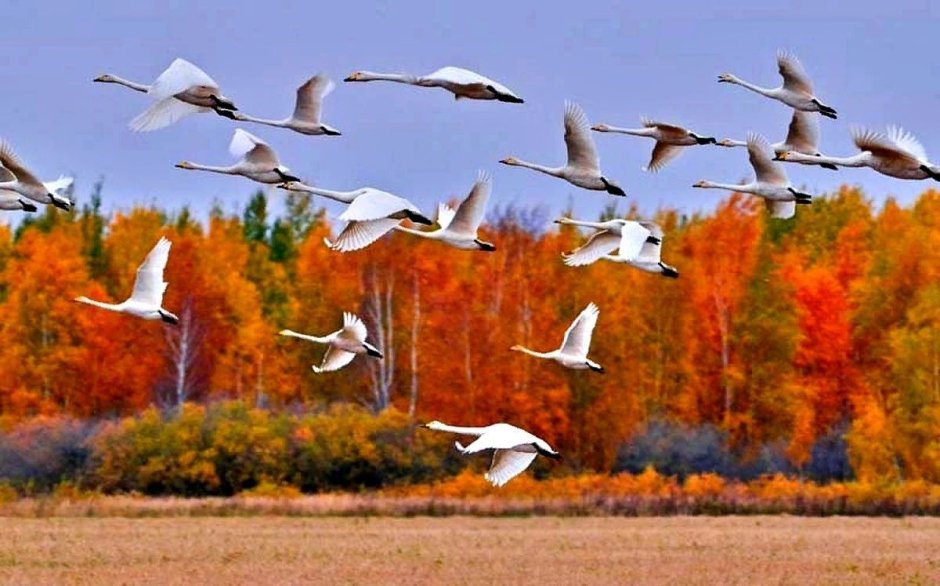 Осенний Клин перелетных птиц