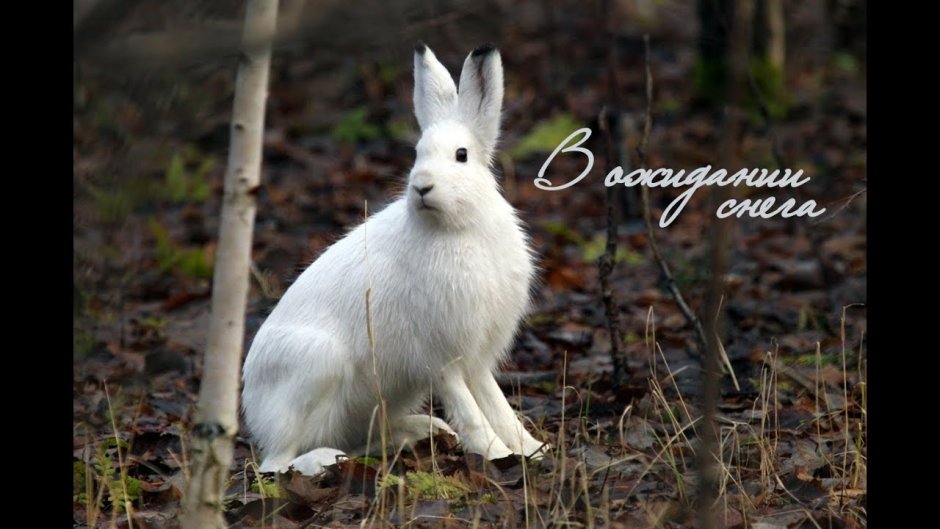 Белый заяц и осень