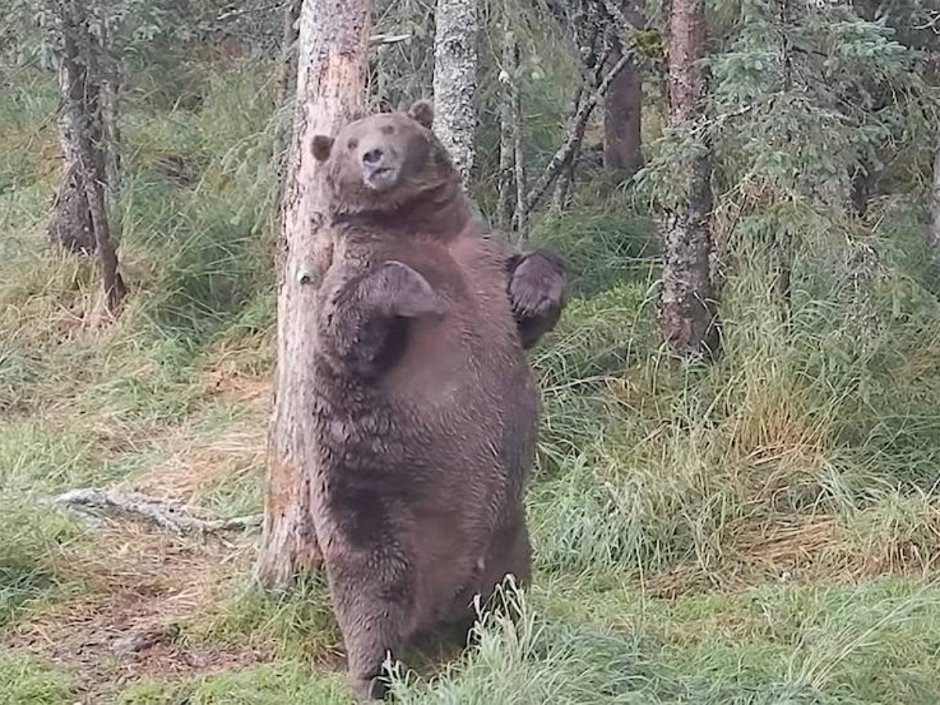 Толстожопый медведь