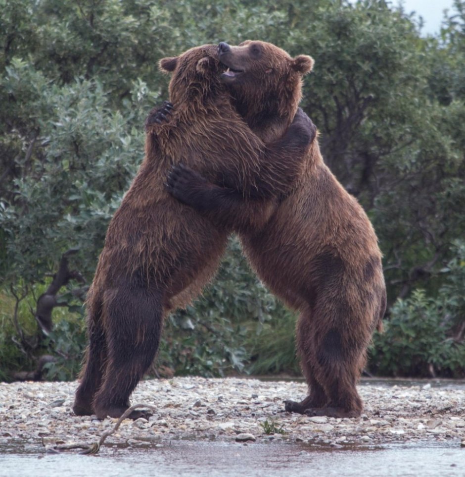 Фурри Bear Weight gain