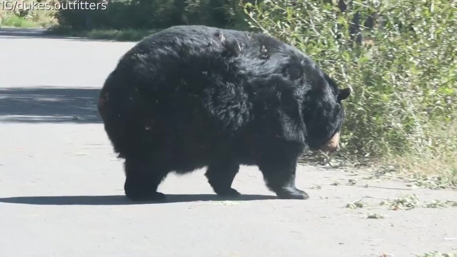 Толстый Альберт белый медведь