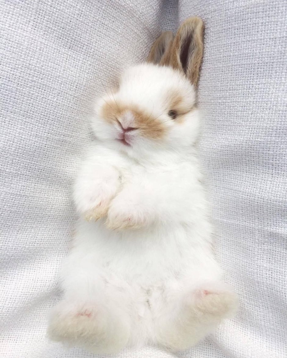 Транс Bunny