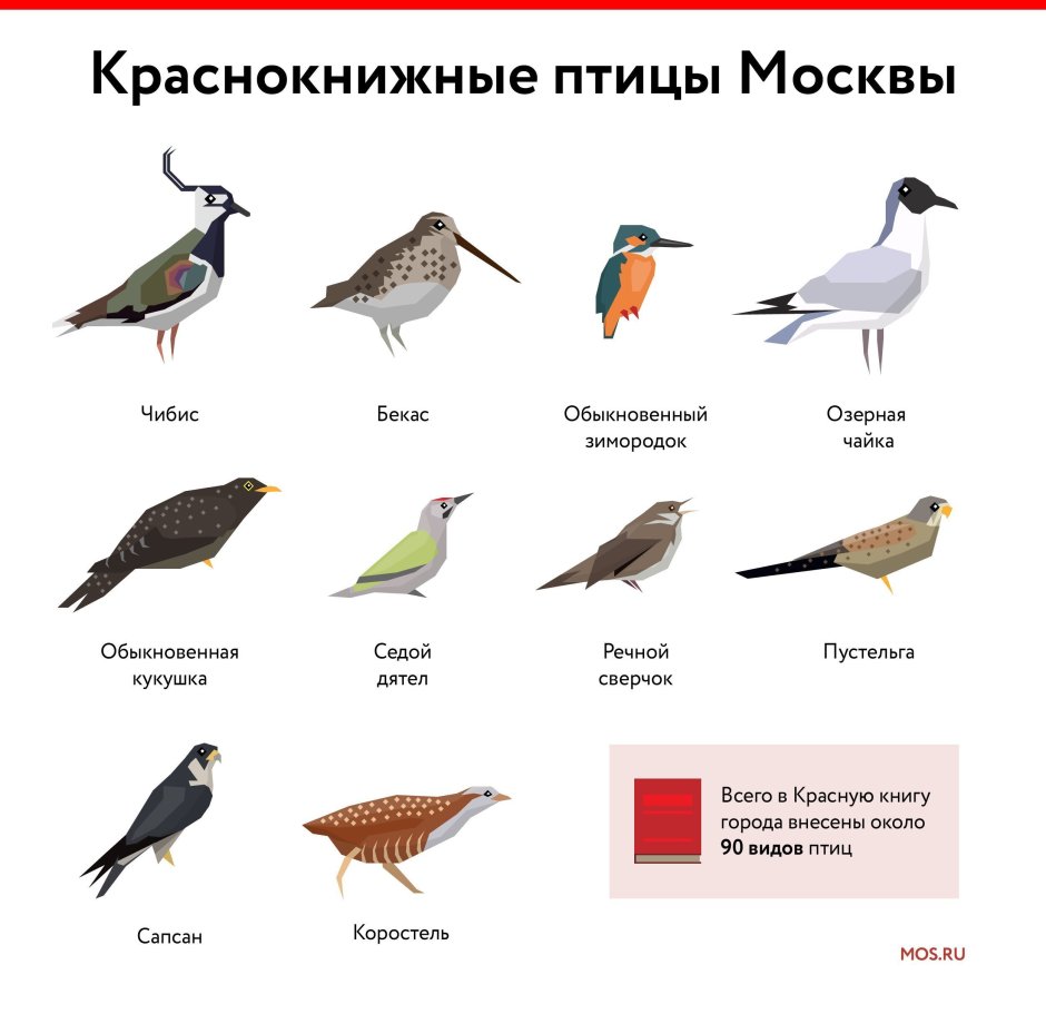 Перелетные певчие птицы России