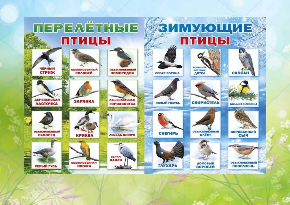 Осенью перелетные птицы улетают на Юг