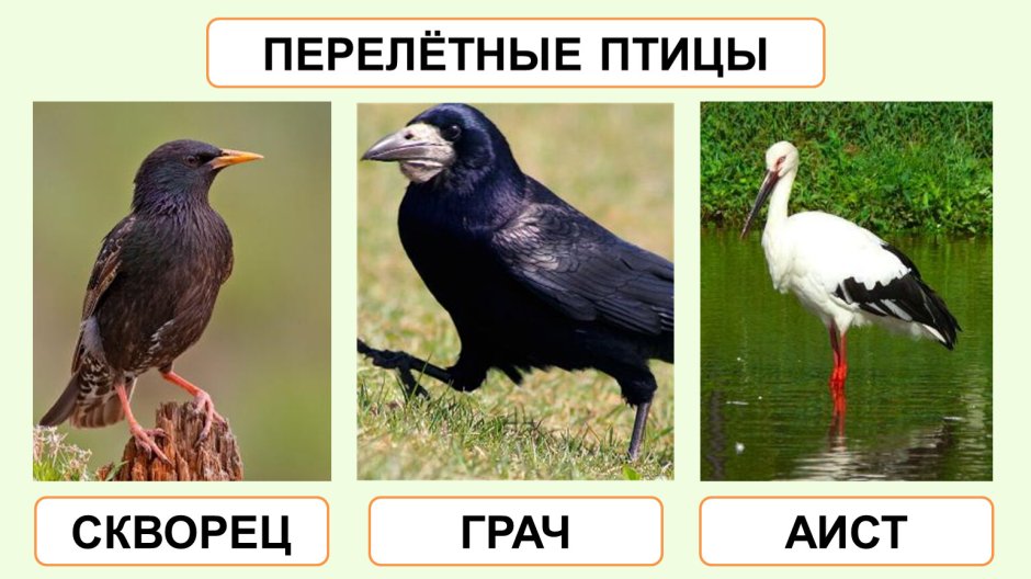 Перелетные птицы Башкирии