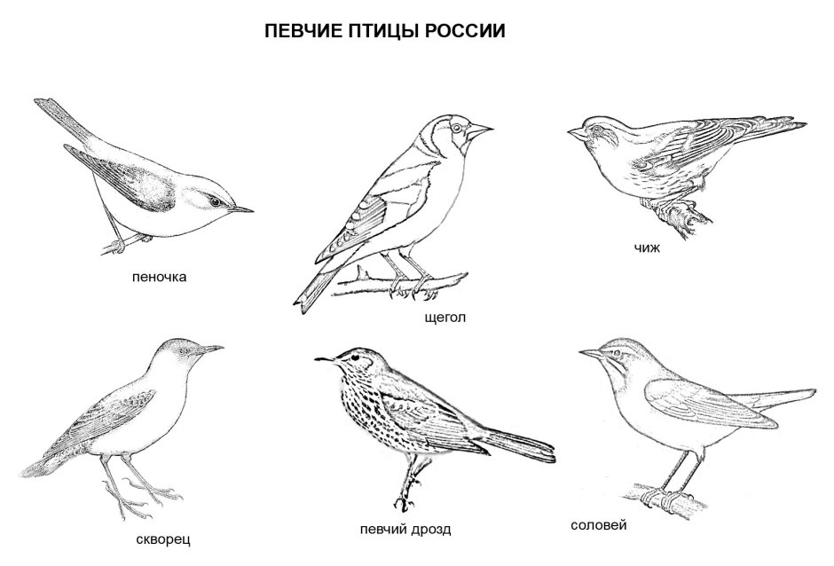 Перелетные и зимующие птицы России