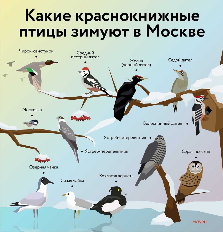 Птицы красной книги Москвы