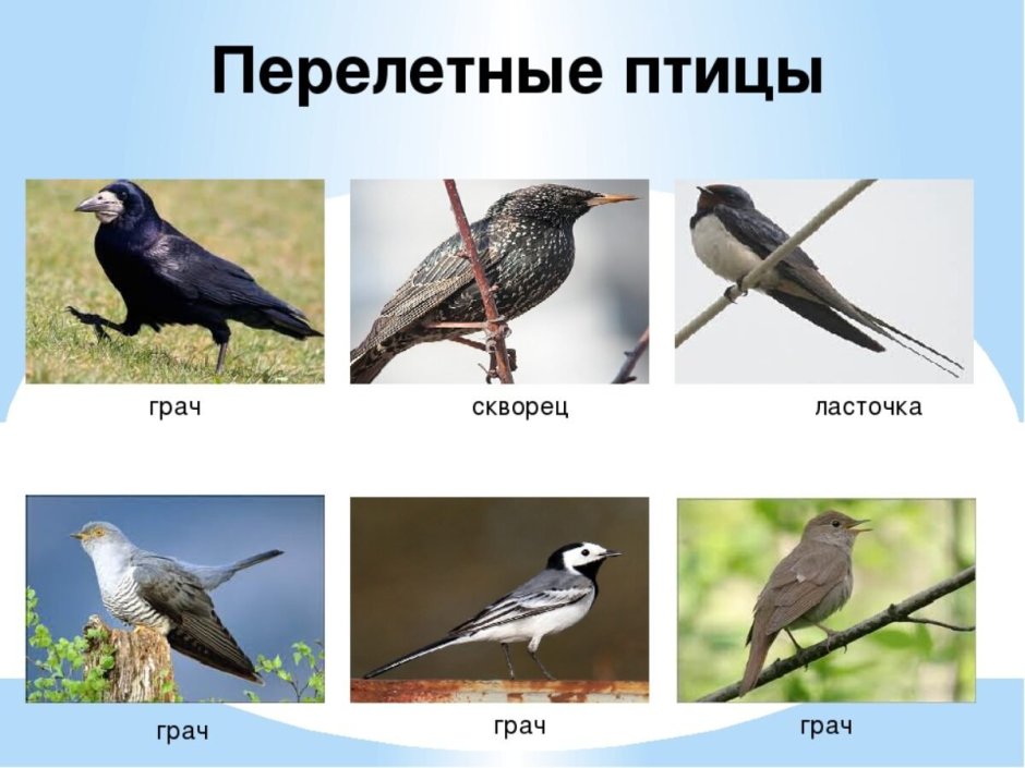 Перелётные птицы России для дошкольников