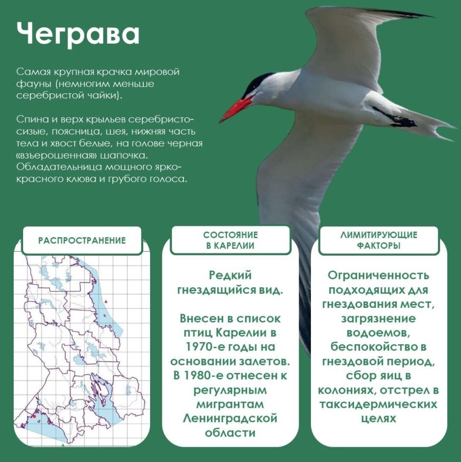Перелетные птицы для детей